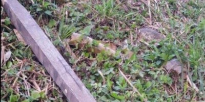 Homem é assassinado a pauladas durante bebedeira em residência