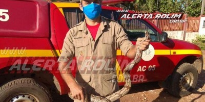 Bombeiros capturam Jiboia em residência no Bairro Cidade Alta, em Rolim de Moura