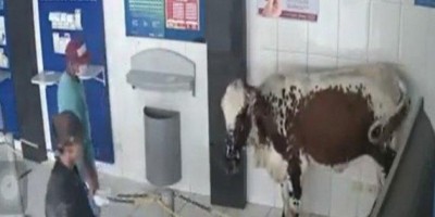 Boi invade lotérica e assusta quem sacava auxílio emergencial; veja o vídeo