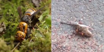 'Vespas assassinas' assustam moradores dos EUA: Vídeo mostra vespa matando rato em menos...