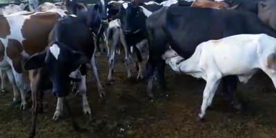 Comissão de Produtores de Leite de Rondônia decidem parar as atividades por tempo...