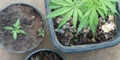 Jovens são detidos por venda e cultivo de maconha em Vilhena