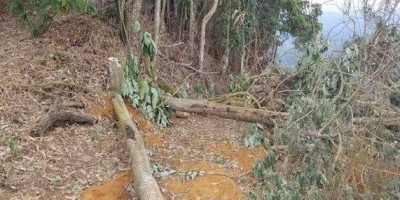 Homem morre atingido por tora de árvore durante derrubada