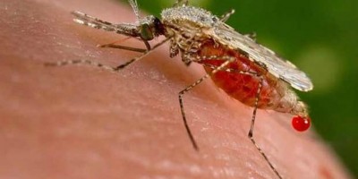 Mais de 3 mil casos de malária são registrados nos primeiros meses de 2020 em Rondônia