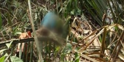 Trabalhador morre após ser atingido por tronco de árvore durante derrubada