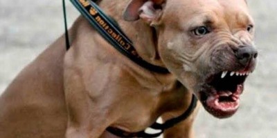 Tio é atacado por cão pitbull ao tentar esfaquear sobrinha dentro de casa