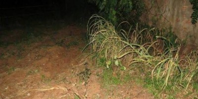 Homem sai de matagal pelado e tenta estuprar mulher em terreno baldio