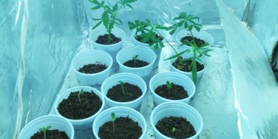 Polícia descobre laboratório para produção de maconha e 22 mudas em casa de Monte...