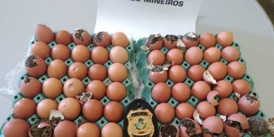 Jovem é preso tentando entrar com porções de maconha escondidas dentro de ovos em GO
