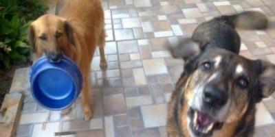 Jovem é atacado a facadas pelo vizinho por pegar ração e alimentar cachorros