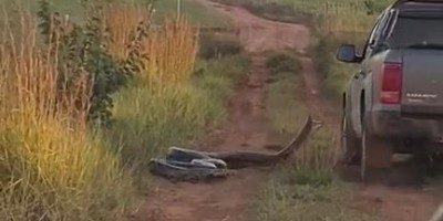 Sucuri de aproximadamente 6 metros ataca veículos; Veja o vídeo