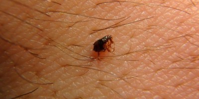 Caso de peste bubônica faz China elevar estado de alerta