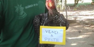 Galinhas recebem plaquinhas de vitória após 15 'colegas' morrerem misteriosamente em...