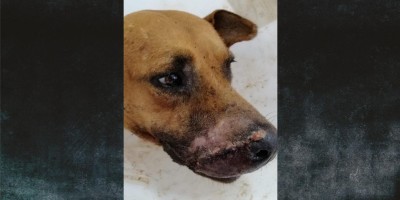 PM's são denunciados por atirarem no focinho de cachorro e não prestarem socorro em...