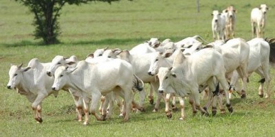 Prazo para declarar rebanho é prorrogado de novo após RO não atingir 100% da meta