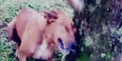 Marido bêbado espanca cachorros a pauladas e tenta matar esposa por defendê-los