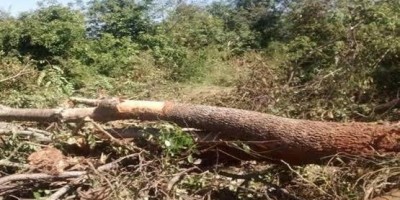 Filho presencia pai morrendo esmagado durante derrubada de árvore na BR-319