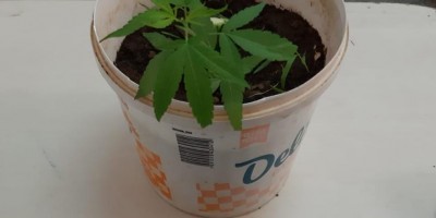 Homens são flagrados com pé de maconha no jardim de casa em Jaru