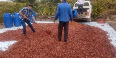 Produtores de Café de Rolim de Moura vão participar de concurso estadual de qualidade...
