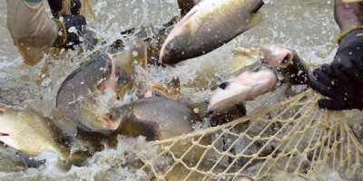 Tambaqui é o terceiro peixe mais exportado pelo Brasil  