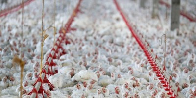 China diz ter encontrado coronavírus em embalagens de frango exportados do Brasil