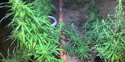 Polícia Militar localiza plantio ilegal de maconha em Espigão do Oeste