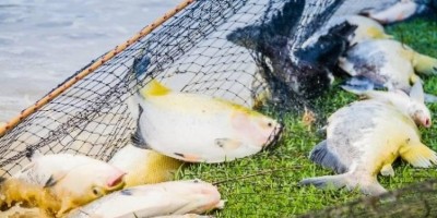 Inusitado: grande quantidade de peixes é furtada de tanque em fazenda de Vilhena