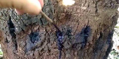 Dona-de-casa vai à polícia e acusa vizinho de envenenar árvore plantada em sua...