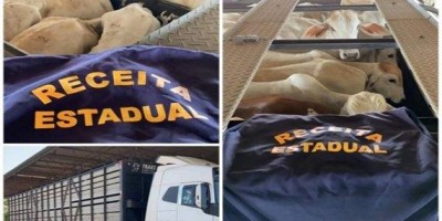 PRF apreende 180 cabeças de gado que iam do Amazonas para São Paulo