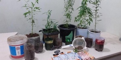 14 pés de maconha são encontrados em quintal de Ji-Paraná