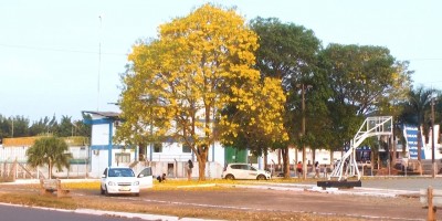 Floração dos Ipês em Rolim de Moura trás beleza ao tempo seco; Rara oportunidade para...