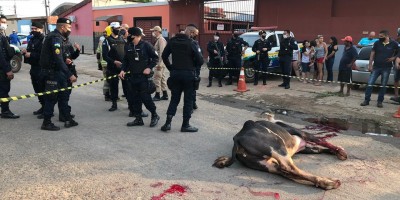 Búfalo derruba motociclista, ataca pedestres e acaba abatido pela PM em Porto Velho;...