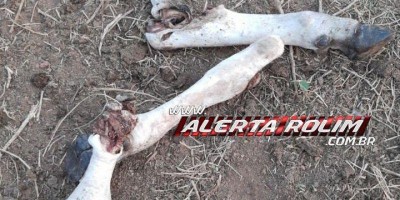 Gado é abatido e desossado em propriedade rural, em Rolim de Moura