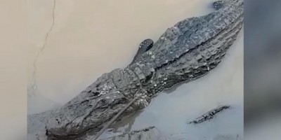 Jacaré de quatro metros é abatido a tiro por pescadores no rio Madeira; Veja o vídeo