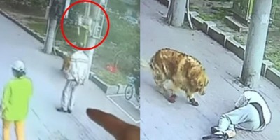 Flagrante inusitado: Gato cai do céu, 'nocauteia' homem e ainda briga com cachorro de...
