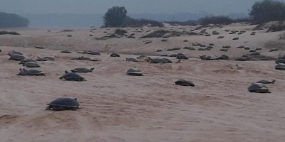 Tartarugas 'invadem' margens das praias de São Francisco para desova