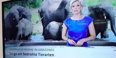 Não é mentira: Ao falar sobre queimadas no Brasil, TV alemã mostra elefantes fugindo...