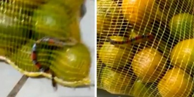 Mulher encontra cobra coral dentro de saco de laranja comprado em atacadão em SP; veja o...