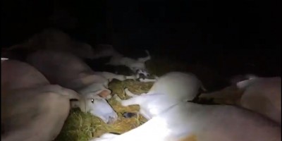 Fio de alta tensão se rompe e mata 15 bovinos em Ouro Preto; veja o vídeo
