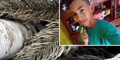 Adolescente de 15 anos morre depois de ser atingido por coqueiro