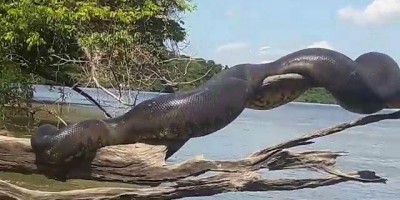Vídeo de 'anaconda brasileira' tomando sol se torna viral internacional