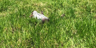 Corpo de adolescente de 15 anos é encontrado em estado de decomposição na zona rural...