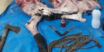 Quatro suspeitos são detidos por furto e abate de gado na área rural de Vilhena