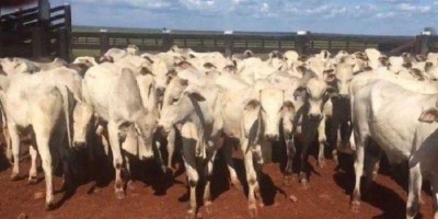Várias cabeças de gado são furtadas de uma propriedade na Zona Rural de Nova...