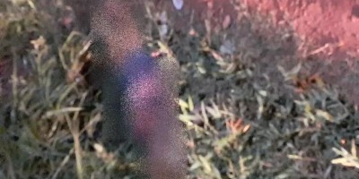 Dois venezuelanos são assassinados a pauladas e pedradas em Pimenta Bueno; suspeitos...