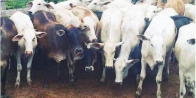 Gado furtado é recuperado pela Polícia Civil e um suspeito é preso, no distrito de...