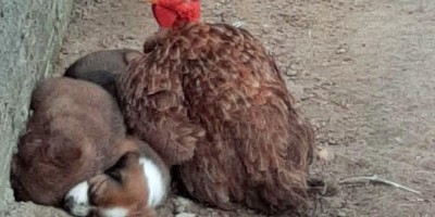 Natureza: No interior de RO, galinha adota filhotes de cachorro e cuida como se fossem...