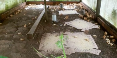 Mulher tem granja invadida e mais de 100 pintinhos são mortos pisoteados em Jaru