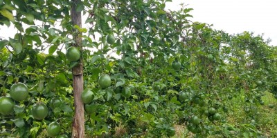 Equipe técnica da Semagri oferece assistência a produtor de Maracujá em Rolim de Moura