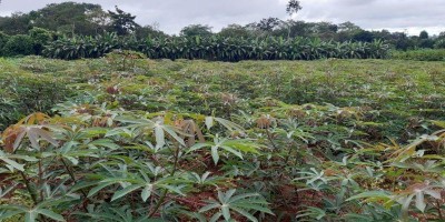Rolim de Moura: Semagri aprova mais um projeto para construção de agroindústria...